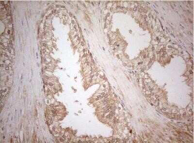 Immunohistochemistry: MS4A12 Antibody (OTI5F5) - Azide and BSA Free [NBP2-72791]