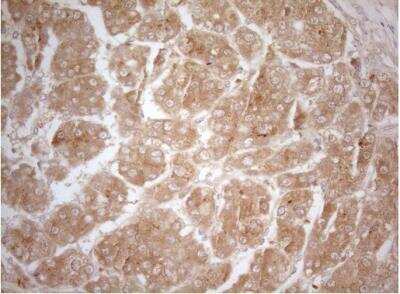 Immunohistochemistry-Paraffin: MS4A12 Antibody (OTI5F5) [NBP2-45455]