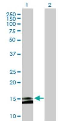 Western Blot: MS4A15 Antibody [H00219995-B01P]