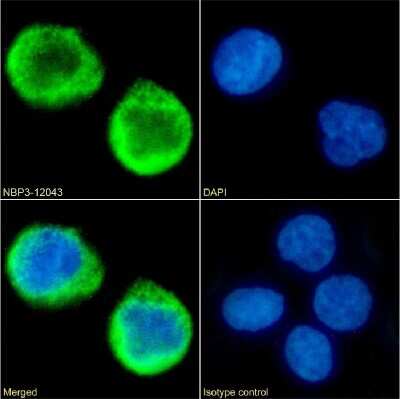 Immunocytochemistry/ Immunofluorescence: MS4A4A Antibody (5C12) - Chimeric - Azide and BSA Free [NBP3-12043]