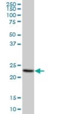 Western Blot: MS4A4A Antibody [H00051338-B02P]