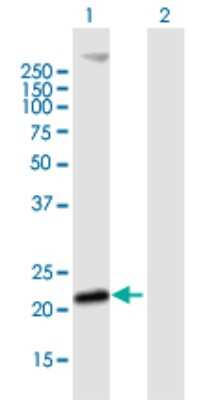 Western Blot: MS4A4A Antibody [H00051338-B02P]