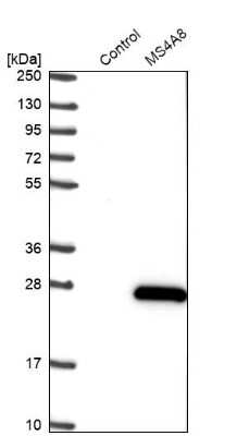 Western Blot: MS4A8B Antibody [NBP1-81026]
