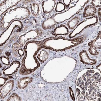 Immunohistochemistry-Paraffin: MSANTD2 Antibody [NBP1-93931]