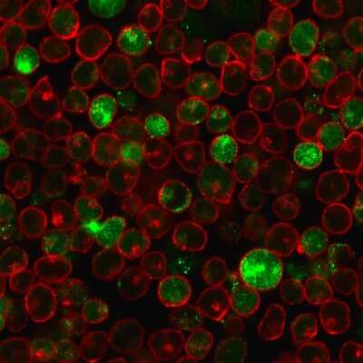 Immunocytochemistry/ Immunofluorescence: MSH2 Antibody (MSH2/2622) - Azide and BSA Free [NBP3-08957]