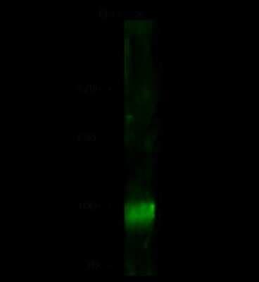 Western Blot: MSH5 Antibody [NBP2-98819]