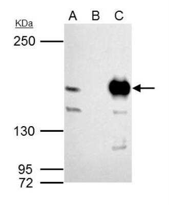 Immunoprecipitation: MSH6 Antibody [NBP1-33151]