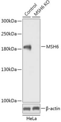 Knockout Validated: MSH6 Antibody - Azide and BSA Free [NBP3-03860]