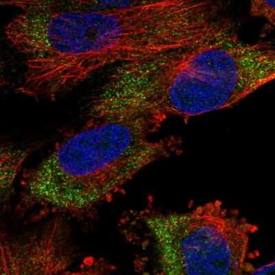 Immunocytochemistry/ Immunofluorescence: MSL2L1 Antibody [NBP2-55556]