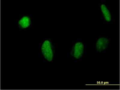 Immunocytochemistry/ Immunofluorescence: MSL3L1 Antibody [H00010943-B01P]