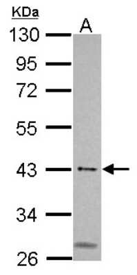Western Blot: MSL3L1 Antibody [NBP2-19419]
