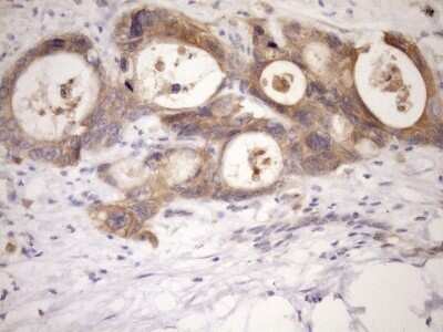 Immunohistochemistry: MSP/MST1 Antibody (OTI1A10) - Azide and BSA Free [NBP2-72792]