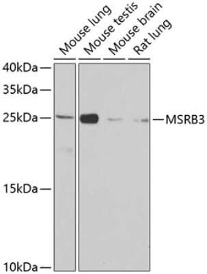 Western Blot: MSRB3 AntibodyBSA Free [NBP2-93694]