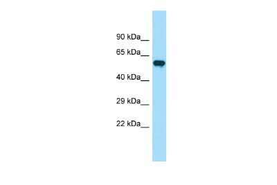 Western Blot: MSS4 Antibody [NBP2-83235]