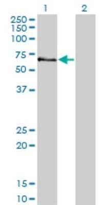 Western Blot: MST2/STK3 Antibody (4F7) [H00006788-M13]
