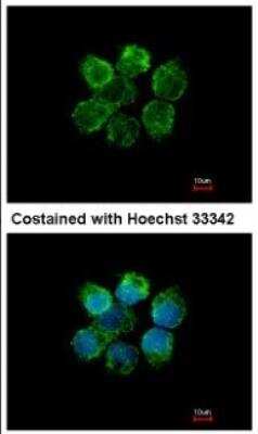Immunocytochemistry/ Immunofluorescence: MST2/STK3 Antibody [NBP1-32313]