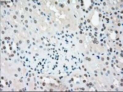 Immunohistochemistry: MST2/STK3 Antibody (OTI4G10) - Azide and BSA Free [NBP2-72794]