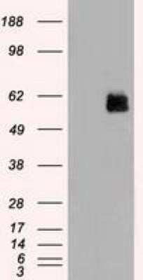 Western Blot: MST2/STK3 Antibody (OTI4G10)Azide and BSA Free [NBP2-72794]