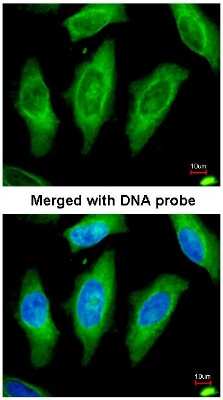 Immunocytochemistry/ Immunofluorescence: MST3 Antibody [NBP1-31360]