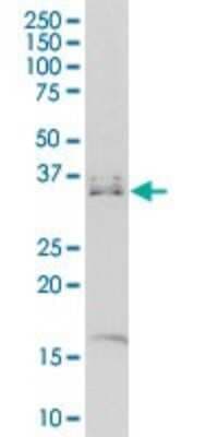 Western Blot: MSX1 Antibody (1E2) [H00004487-M11]