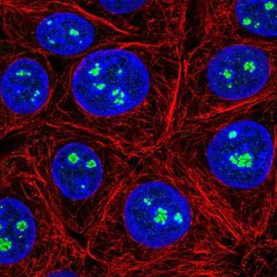 Immunocytochemistry/ Immunofluorescence: MSY2 Antibody [NBP2-33698]