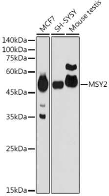 Western Blot: MSY2 AntibodyAzide and BSA Free [NBP3-16007]
