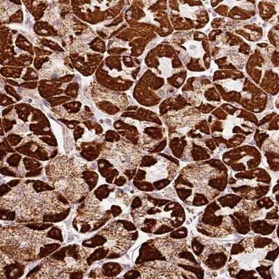 Immunohistochemistry-Paraffin: MT-CO2 Antibody [NBP2-37930]