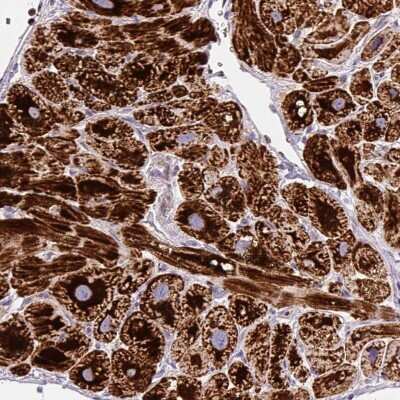 Immunohistochemistry-Paraffin: MT-CO2 Antibody [NBP2-37945]