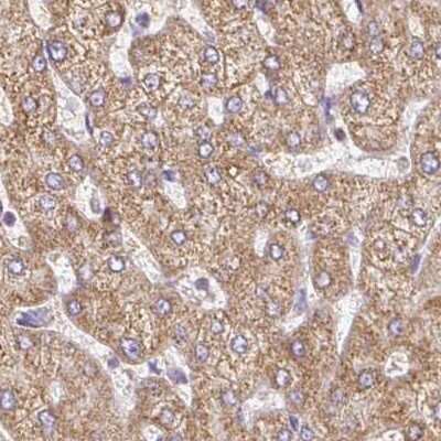 Immunohistochemistry-Paraffin: MT-CO2 Antibody [NBP2-37945]