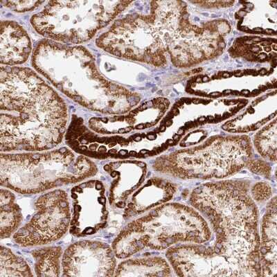 Immunohistochemistry-Paraffin: MT-CO2 Antibody [NBP2-37945]