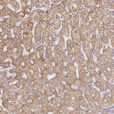 Immunohistochemistry-Paraffin: MT-CO2 Antibody [NBP2-37945]