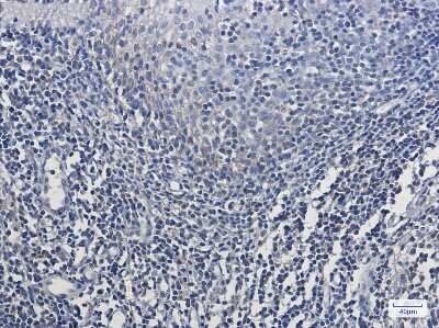 Immunohistochemistry-Paraffin: MT-CO2 Antibody (S05-7E7) [NBP3-14958]