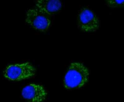 Immunocytochemistry/ Immunofluorescence: MT-CO2 Antibody (SC06-88) [NBP2-67617]