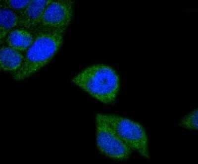Immunocytochemistry/ Immunofluorescence: MT-CO2 Antibody (SC06-88) [NBP2-67617]
