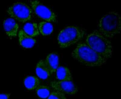 Immunocytochemistry/ Immunofluorescence: MT-CO2 Antibody (SC06-88) [NBP2-67617]