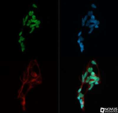 Immunocytochemistry/ Immunofluorescence: MTA2 Antibody [NB100-56483]