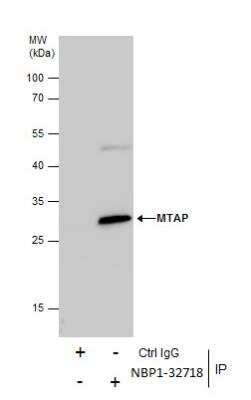 Immunoprecipitation: MTAP Antibody [NBP1-32718]