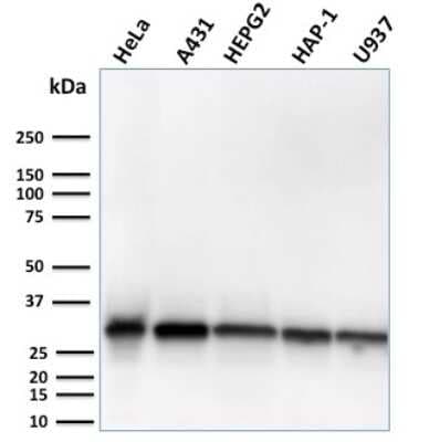 Western Blot: MTAP Antibody (MTAP/3137R)Azide and BSA Free [NBP3-08965]