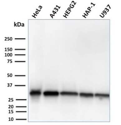 Western Blot: MTAP Antibody (MTAP/3137R) [NBP3-07220]