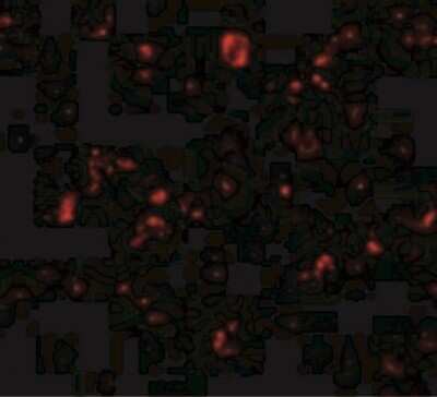 Immunocytochemistry/ Immunofluorescence: MTBP Antibody - BSA Free [NBP1-76747]