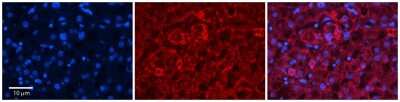 Immunohistochemistry-Paraffin: MTCP1NB Antibody [NBP2-83237]