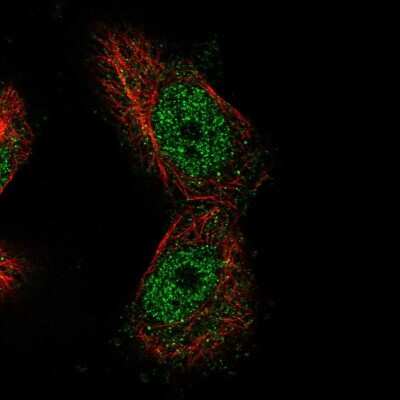 Immunocytochemistry/ Immunofluorescence: MTF1 Antibody [NBP1-86379]