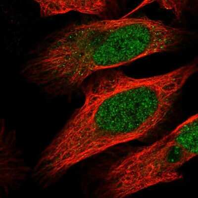 Immunocytochemistry/ Immunofluorescence: MTF1 Antibody [NBP1-86380]