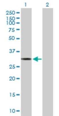 Western Blot: MTFMT Antibody [H00123263-B01P]