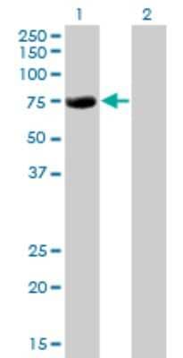 Western Blot: MTGR1 Antibody (2C10) [H00009139-M15]