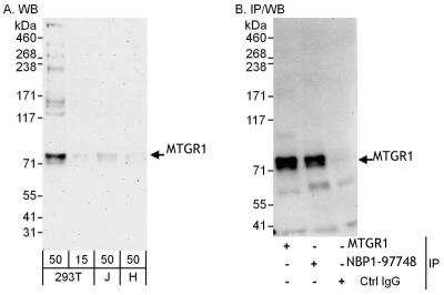 Immunoprecipitation: MTGR1 Antibody [NBP1-97748]