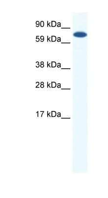 Western Blot: MTGR1 Antibody [NBP1-91617]