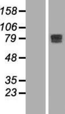 Western Blot: MTGR1 Overexpression Lysate [NBL1-08734]