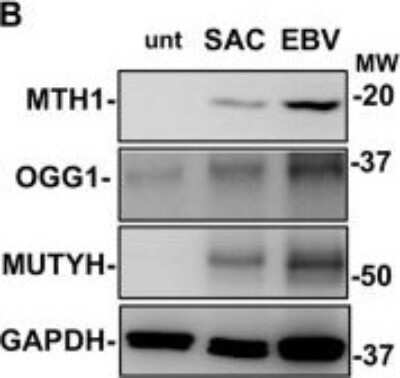 Western Blot: MTH1 AntibodyBSA Free [NB100-109]