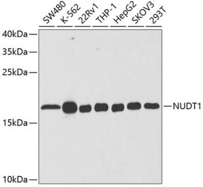 Western Blot: MTH1 AntibodyBSA Free [NBP2-95092]